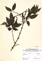 藏品(大葉溲疏)的圖片